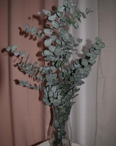 Eucalipto Cinerea preservado