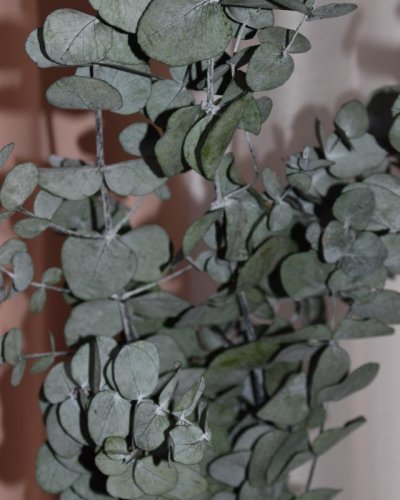 Eucalipto Cinerea preservado