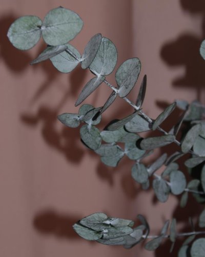 Eucalipto Cinerea preservado