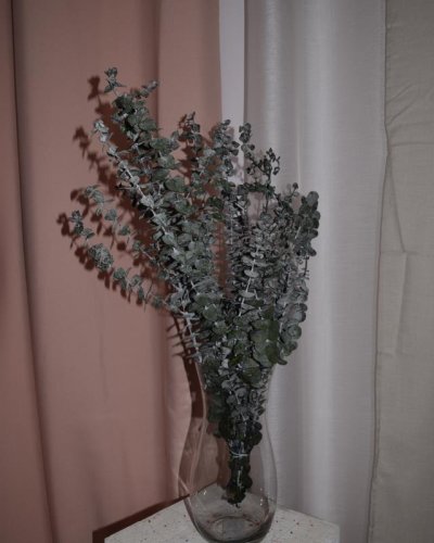 Eucalipto Baby Blue preservado