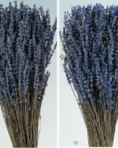 Lavanda Seco 150g Preservada