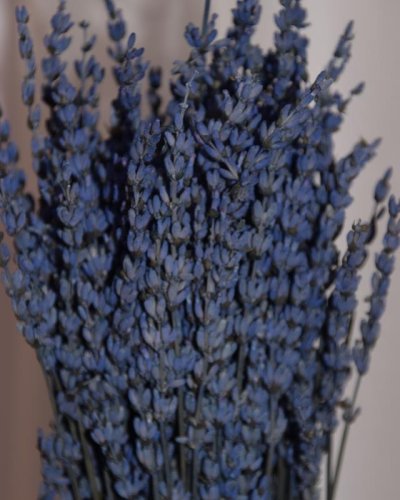 Lavanda preservada azul