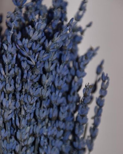 Lavanda preservada azul