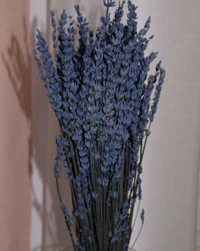 Lavanda preservada azul
