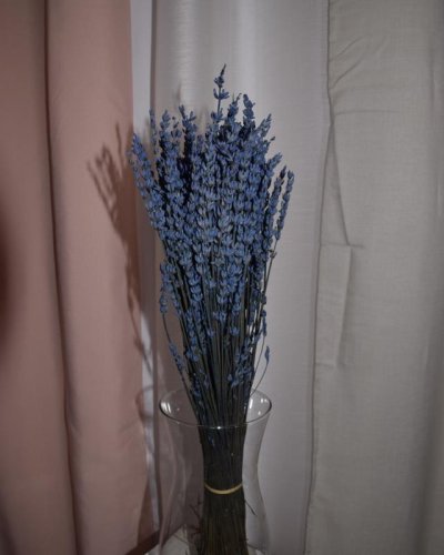 Lavanda preservada azul