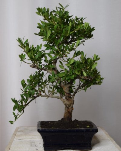 Bonsáis Ilex 15x35 HL