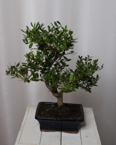 Bonsáis Ilex 15x35 HL