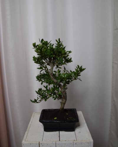 Bonsáis Ilex 15x35 HL