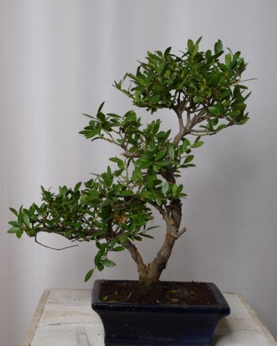 Bonsáis Ilex 15x35 HL
