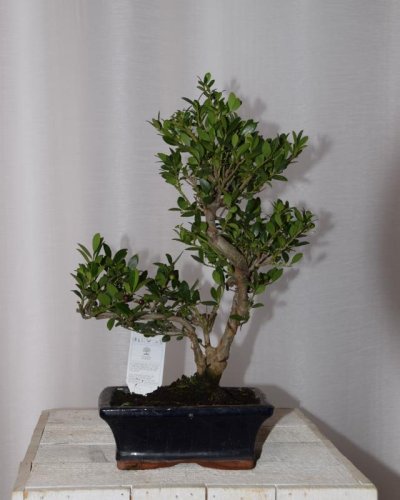Bonsáis Ilex 15x35 HL