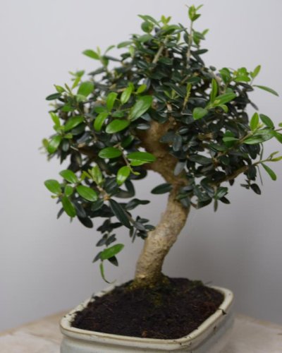 Bonsái Olivo Silvestres 9A
