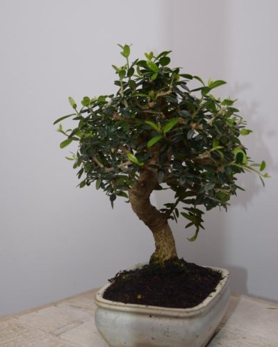 Bonsái Olivo Silvestres 9A