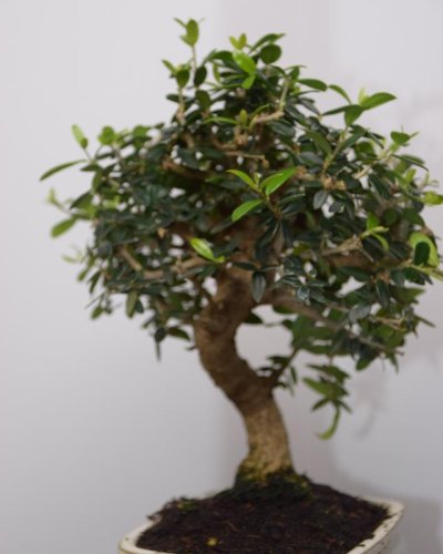 Bonsái Olivo Silvestres 9A
