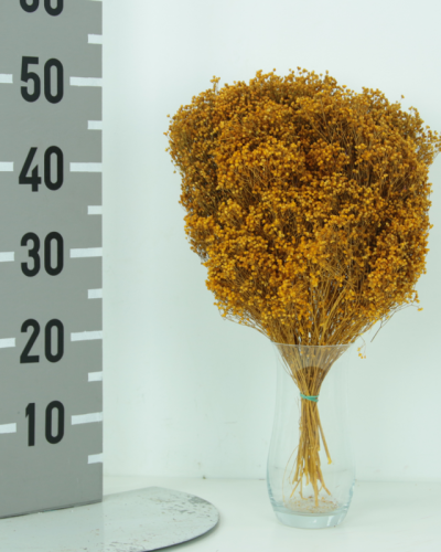 Broons preservado 200GR