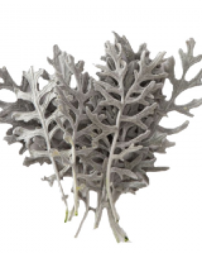 Cineraria hojas preservada