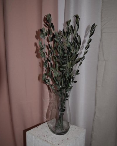 Olivo Preservado