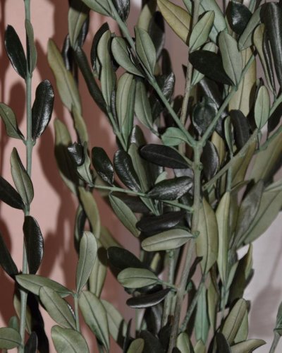 Olivo Preservado