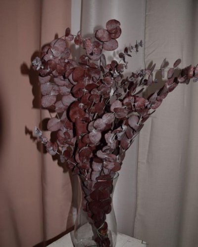 Eucalipto populus preservado rojo