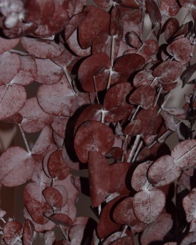 Eucalipto populus preservado rojo