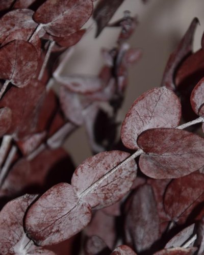 Eucalipto populus preservado rojo
