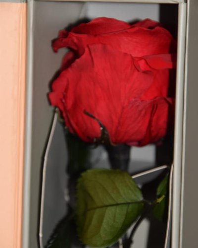 Rosa Preservada Premium box decorativo