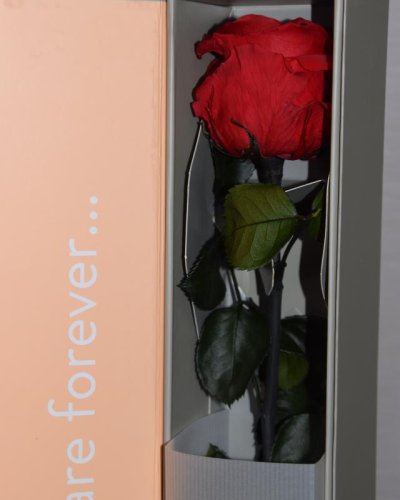 Rosa Preservada Premium box decorativo