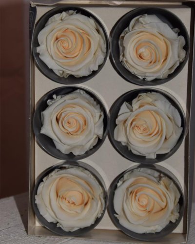 Caja de 6 cabezas de rosas preservadas
