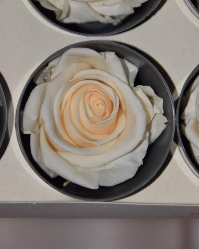 Caja de 6 cabezas de rosas preservadas