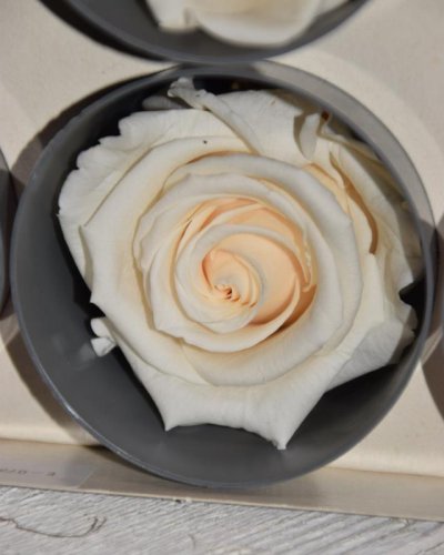 Caja de 6 cabezas de rosas preservadas