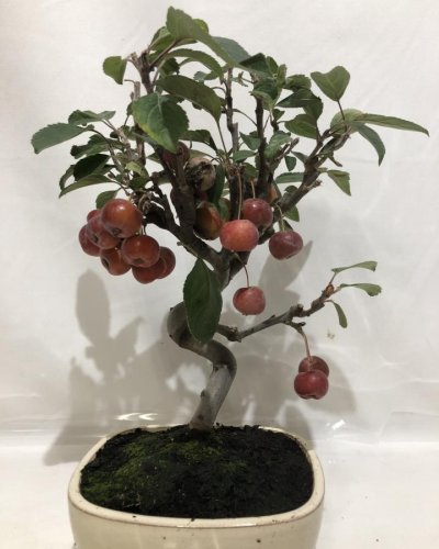 Bonsái Manzano 8 Años Malus sp