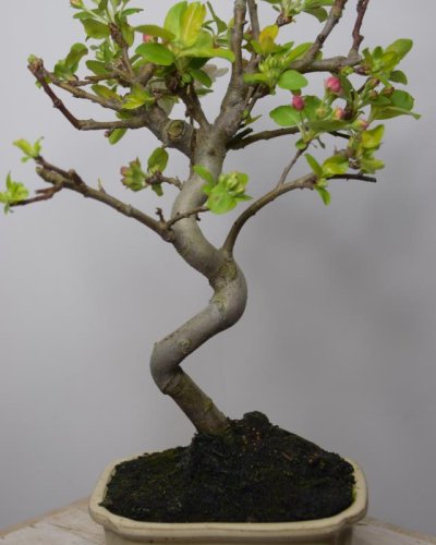 Bonsái Manzano 8 Años Malus sp