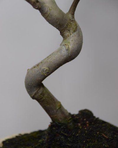 Bonsái Manzano 8 Años Malus sp