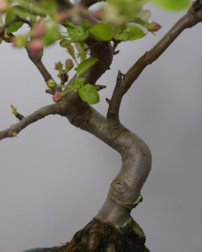 Bonsái Manzano 8 Años Malus sp