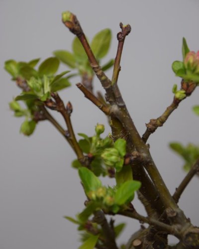 Bonsái Manzano 8 Años Malus sp