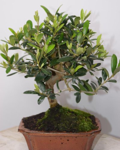 Bonsái Olivo Europea 7A