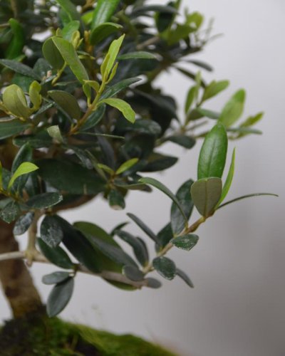 Bonsái Olivo Europea 7A