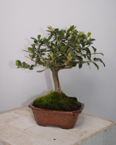 Bonsái Olivo Europea 7A