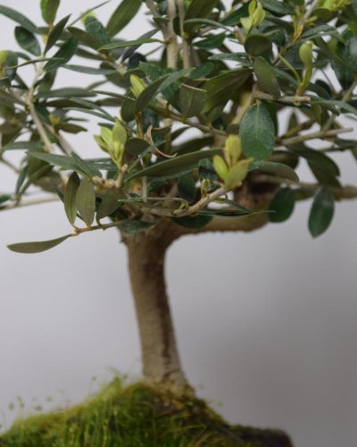 Bonsái Olivo Europea 7A