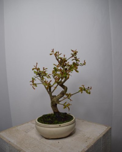 Bonsái Granado 7 Años Punica Granatum