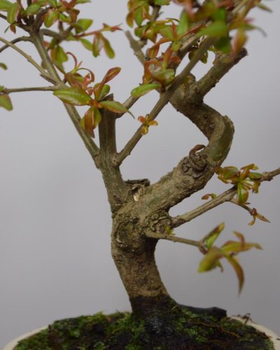 Bonsái Granado 7 Años Punica Granatum