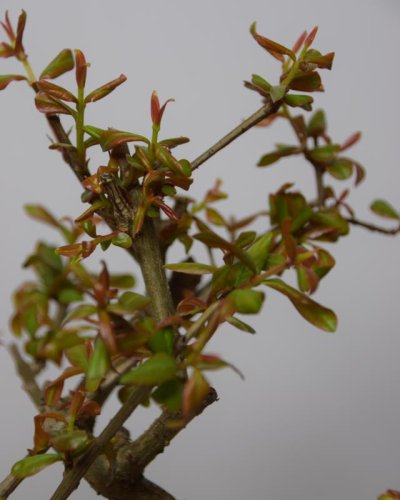 Bonsái Granado 7 Años Punica Granatum