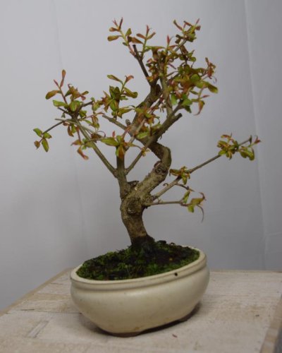 Bonsái Granado 7 Años Punica Granatum