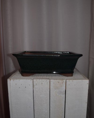 Tarrina Bonsái 25 rectangular verde
