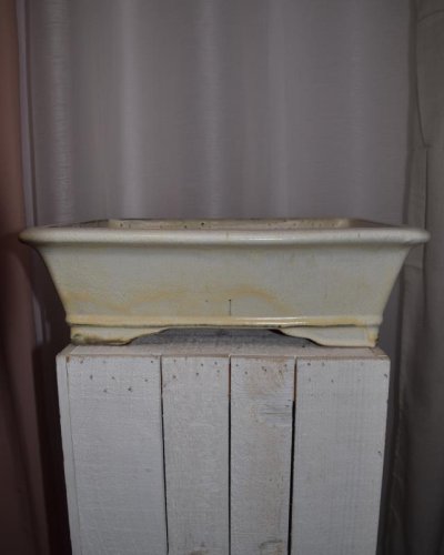 Tarrina Bonsái 35cm rectangular crema