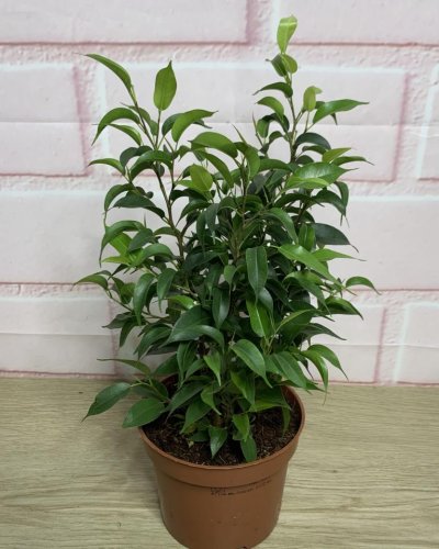 Ficus Benjamina  Kinky verde