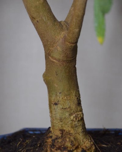 Bonsái OLivo Europea