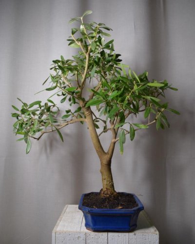 Bonsái OLivo Europea