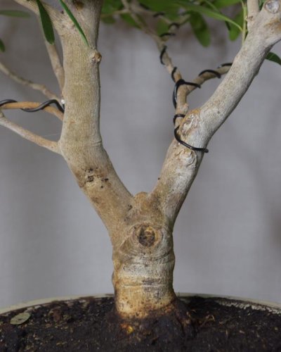Bonsái Olivo Europea