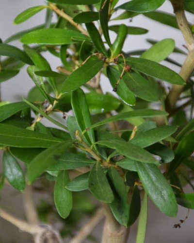 Bonsái Olivo Europea