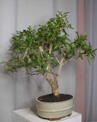 Bonsái Olivo Europea